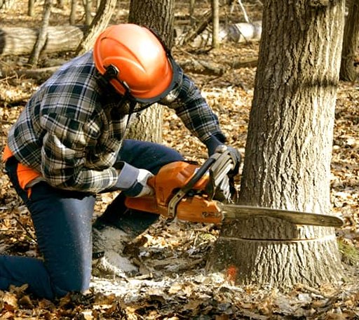 Tree Removal in Marston, NC
